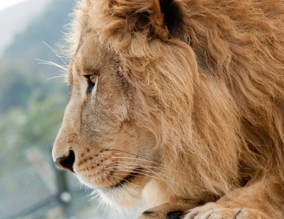 マツコ会議で整形したライオンの鼻の国民的女優は果たして誰だ!