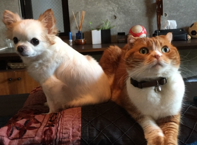 大杉漣が急死！死因は急性心不全！！急すぎる死にネットの声