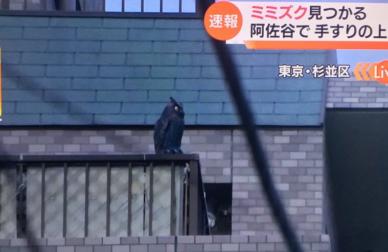 Nスタ 謝罪動画あり ミミズクが置物だった件!!