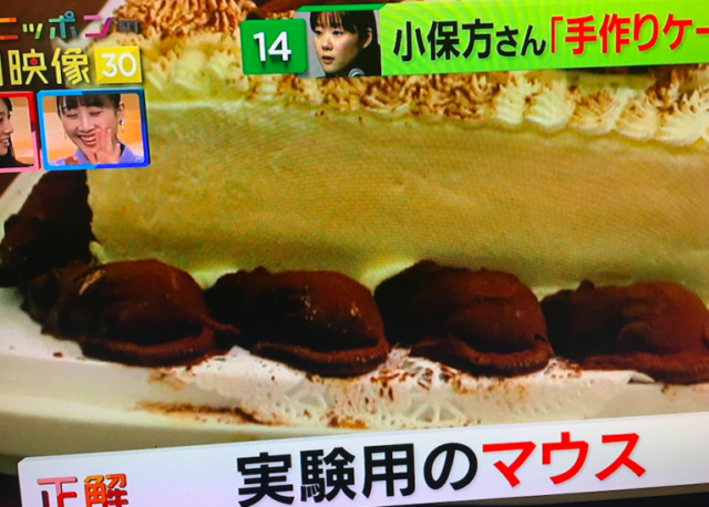 小保方晴子の現在(2019年12月)はケーキ屋でバイト!雀荘画像も。事実婚の相手は誰?