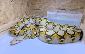 ニシキヘビ 飼い主 インスタ