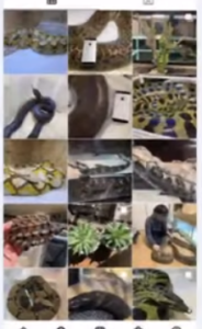 ニシキヘビ 飼い主 インスタ