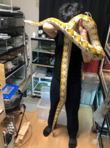 ニシキヘビ 飼い主 インスタ
