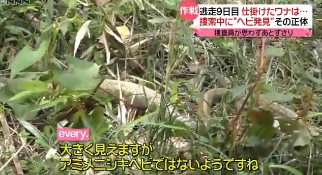 ニシキヘビが逃げた戸塚のマンションはどこ？実は「ペットＮＧ」の物件だった！！