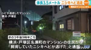 ニシキヘビ 戸塚 マンション