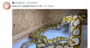 ニシキヘビ 飼い主 インスタ